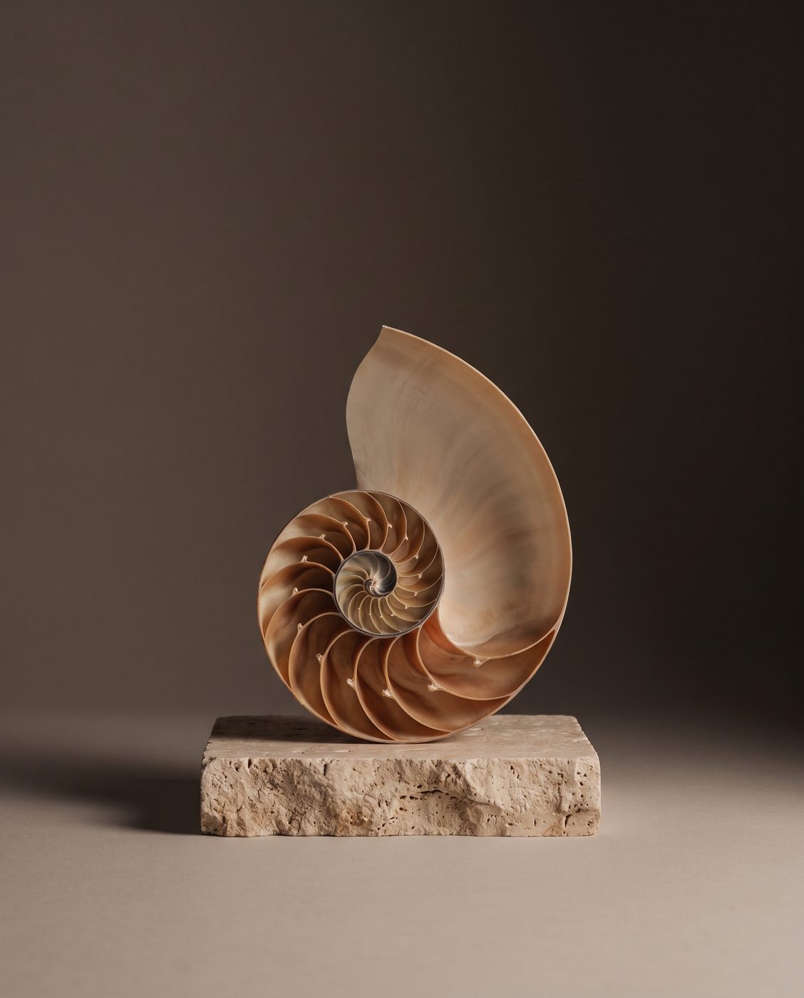 A nautilus shell cut in half revealing its spiral of ever-larger chambers